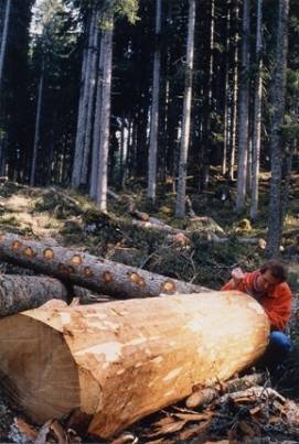 Holzauswahl
