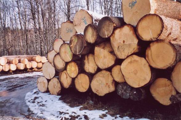 Holzauswahl
