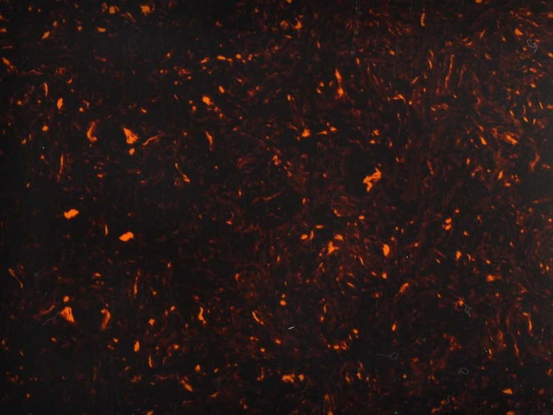 PG Roh. Schildpatt 4-lagig 39 x 23 cm PG Roh. Schildpatt 4-lagig 39 x 23 cm