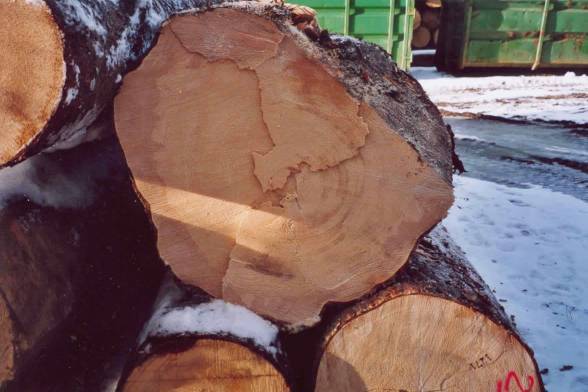 Holzauswahl