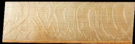 schön ausgeprägter Haselwuchs