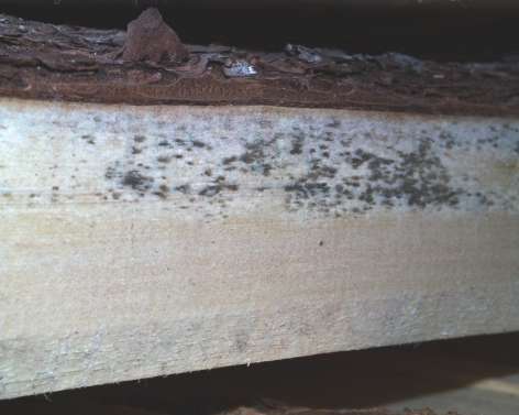 Stockflecken verfärben das Holz!