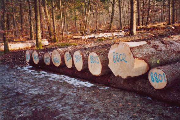 Holzauswahl
